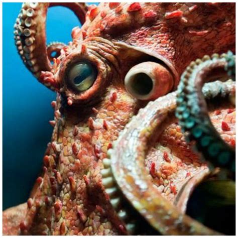 Giant Pacific Octopus Giant Pacific Octopus Owlywpjd0