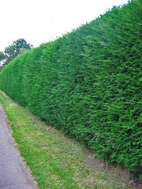 Natural fences constructed of shrubbery, trees, or flowering bushes are attractive and environmentally friendly havens for songbirds, butterflies. How to Grow a Thick Hedge Fast | Dengarden