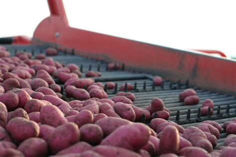 Seizing The Future Potato Grower Magazine