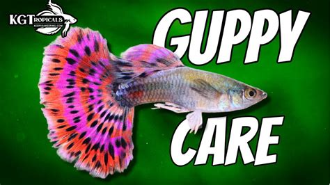 Guppy Fish Care 10 Things You Should Know About Guppies Great