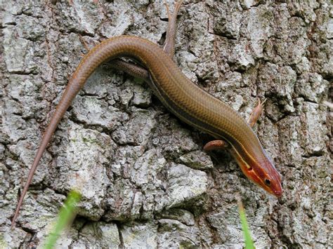 Southeastern Five Lined Skink Plestiodon Inexpectatus Flickr