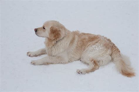 Cute Golden Retriever Is Lying On The White Snow Pet Animals Stock