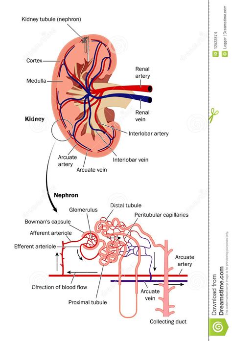 Function Of The Renal Cortex