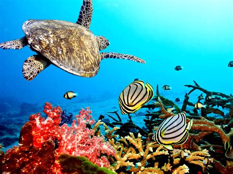 Caribbean Sea Turtle Cool Animals Widescreen Wild