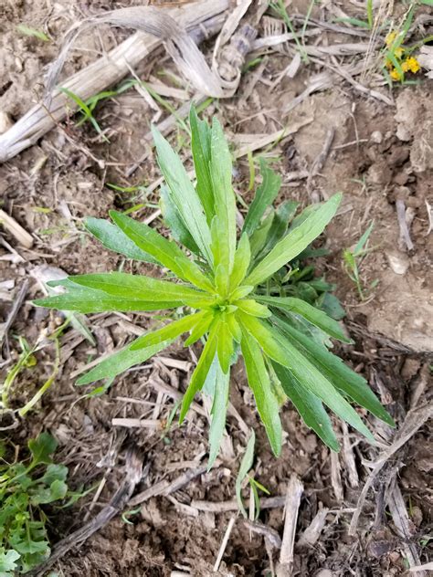 More recently, resistance to als inhibitor herbicides has been identified in iowa shattercane (sorghum bicolor), common waterhemp. Identifying Troublesome Broadleaf Weeds in Soybeans
