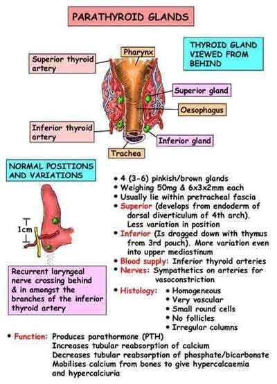 Back Of Neck Anatomy Glands Anatomy Of Neck And Regional Lymph Nodes