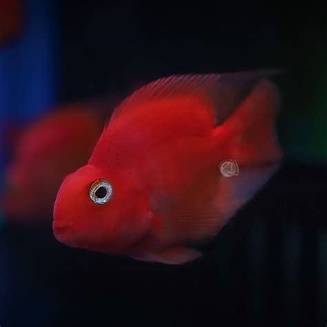 ปลาหมอนกแก้วแดง Red Parrot Cichlid ไซส์ 5cm Snc Fishshop