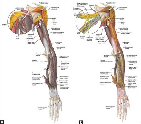 Ir Anatomy Of The Radial Nerve Para Anatomical Course The Radial Nerve