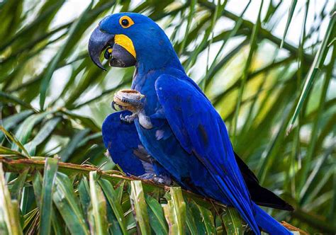 Arara Azul De Lear
