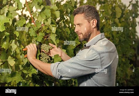Male Vineyard Owner Professional Winegrower On Grape Farm Busy Man