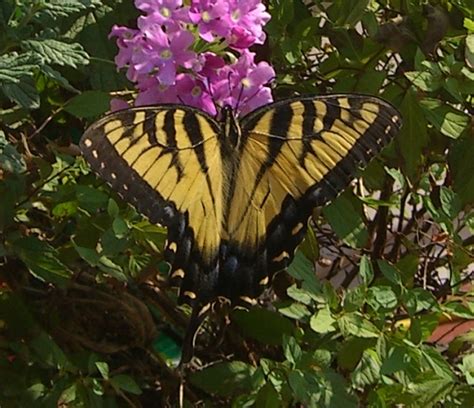 Eastern Tiger Swallowtail Papilio Glaucus BugGuide Net