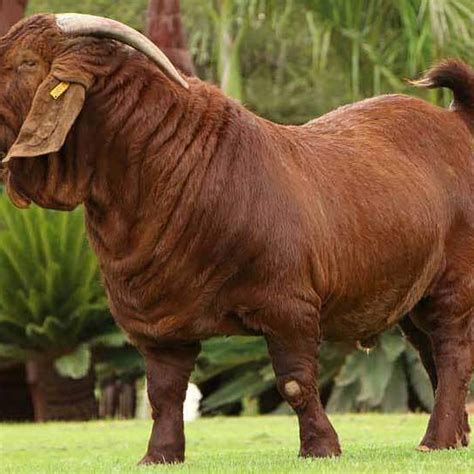 Boer Pure Breed Boer Goats Live African Boer Local Breed Goat For Sale