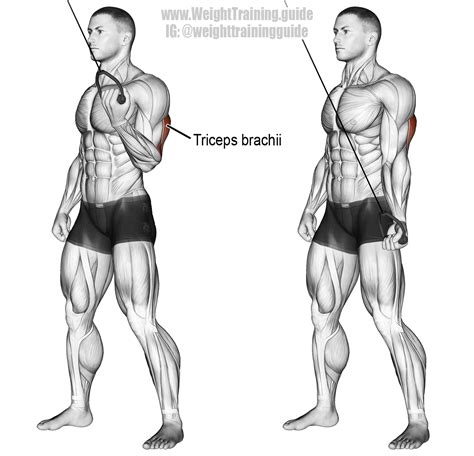 Cable One Arm Reverse Grip Triceps Push Down Instructions And Video