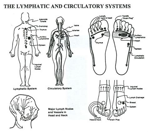 Lymphatic System All Great Spots To Massage To Get The Lymph Flowing