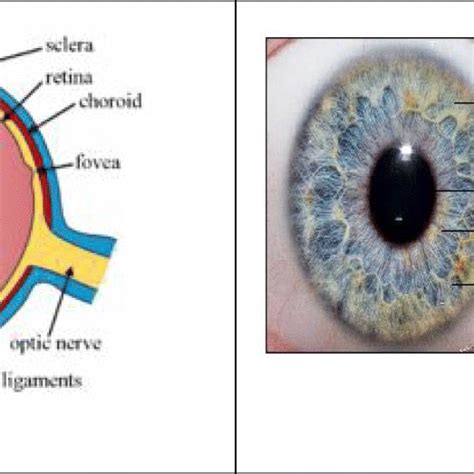 1 Structure Of Eye 82 96 And Fig 1 2 Anatomy Of Iris 10 82