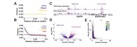 dna repair hotspots protect evolutionarily constrained regions of the download scientific