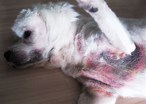 Dog Has Rash On Belly Causes And Treatments Northgate Vet