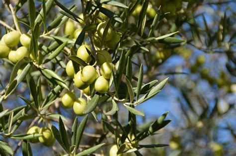 Olives Olive Tree Nature Free Photo On Pixabay Pixabay