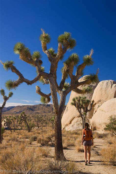 Hiking Joshua Tree National Park Photos By Ron Niebrugge