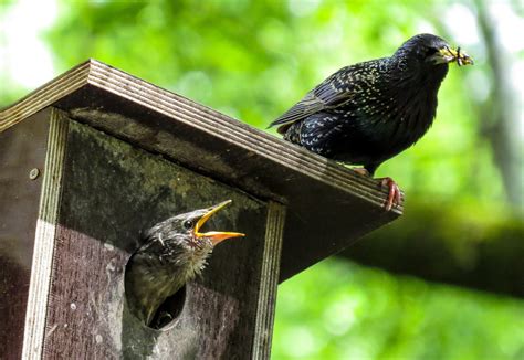 How To Get Rid Of Starlings A Birds Delight