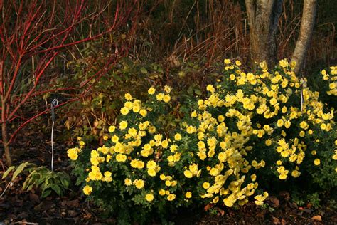 Chrysanthemum Nantyderry Sunshine Ballyrobert Gardens