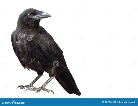 Black Raven Isolate On A White Background A Black Raven Is Sitting On