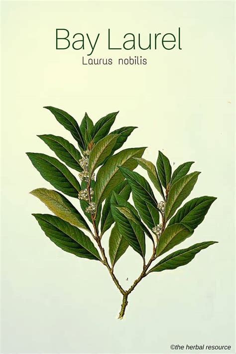 Bay Laurel Benefits, Side Effects and Uses