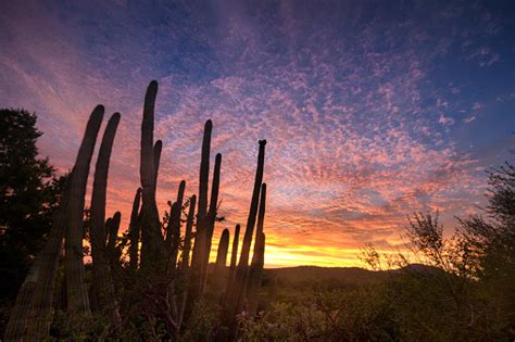 Beautiful Sunset With Saguaro Cactus In The Sonoran Desert