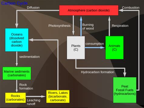 Explaining the difference between a mountain bike (mtb), hybrid and a road bike in. Material (biogeochemical) Cycles - WikiEducator