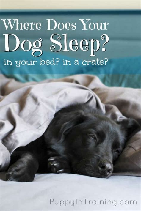 If not i would say that would certainly help if she was right next to you. Where Does Your Dog Sleep At Night? In Your Bed? In A ...
