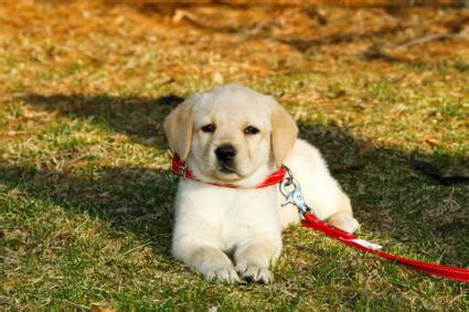 It's important to remember that puppies won't instinctively understand how to walk on a leash. Help My Puppy Won't Walk on Leash - TheDogTrainingSecret.com