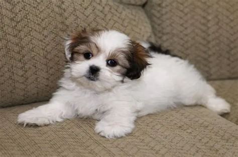 Shih Tzu Mix The Cutest And Adorable Cross Breeds Teacup Dogs Daily