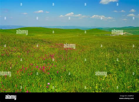 Beautiful Meadow Flower Blossom Landscape At Elbrus Green Slopes Of The