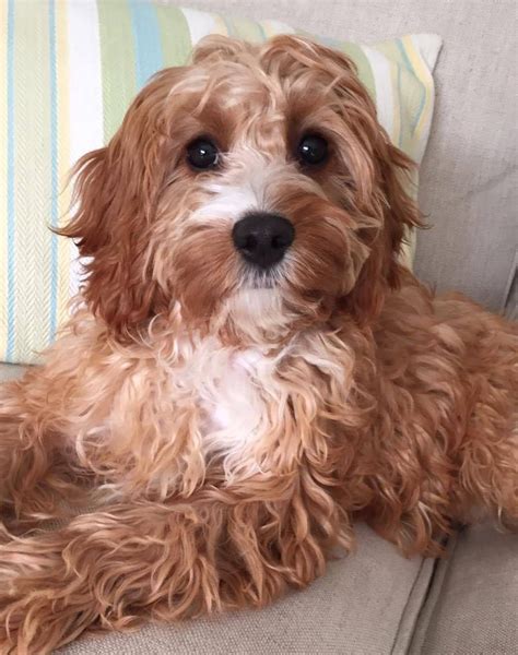 The cheapest offer starts at £8. Cavapoos for Sale in the UK - Buy A Cavapoo — Raffles ...