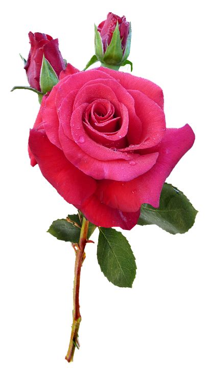 Pin By Rada Рада On Png Format Rose Flowers Red Bud