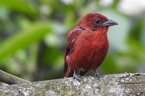 Piranga Bermejahepatic Tanagerpiranga Flava Birds Colombia