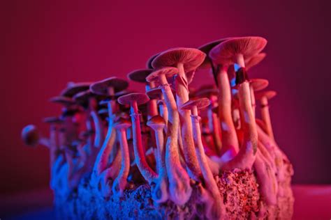 Could Magic Mushrooms Treat Severe Depression A Major Study Aims To