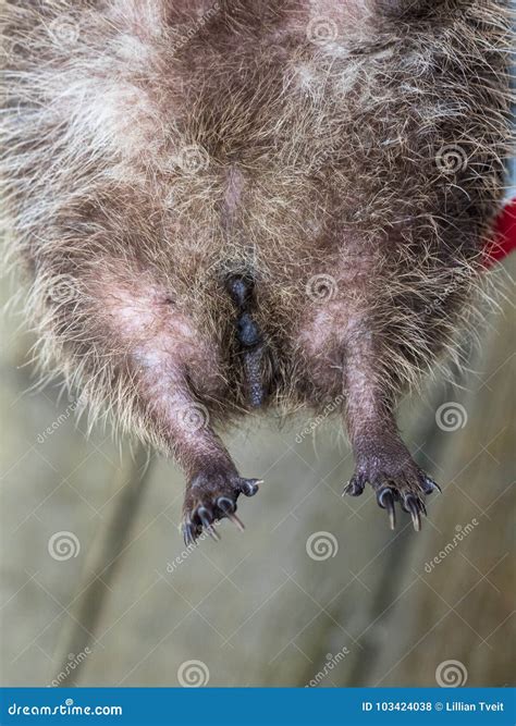 The Genitalia Of An Adult Female European Hedgehog Erinaceus Europaeus