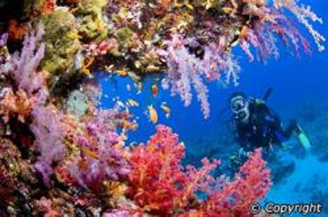 Tubbataha Reef National Marine Park Palawan Top Tourist