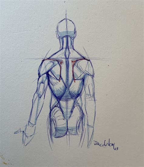Back Anatomy By Edizkan Anatomy Reference Anatomy For Artists