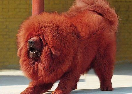 It is a powerful, robust breed, popular at russian dog shows. Russian Caucasian Mountain Dog | Tibetan mastiff dog ...