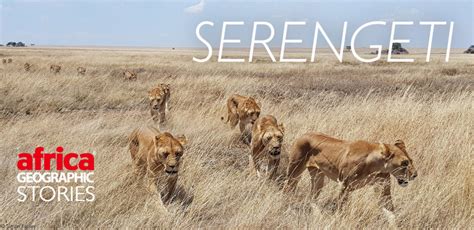 Serengeti Africa Geographic