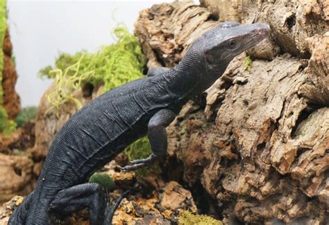 Asian Water Monitor Breeding And Care Tips Reptiles Magazine