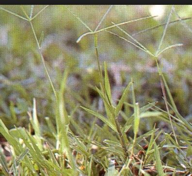 Atasi rumput pada tanaman padi. RAMUAN HERBAL UNTUK IKAN AIR TAWAR | JUST SHARING