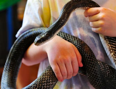 Their average length is between 40 to 70 inches. Red and the Peanut: September 2012