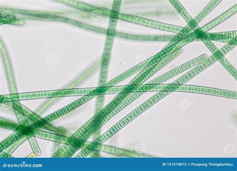 Filamentous Of Cyanobacteria Oscillatoria Under Microscopic View For