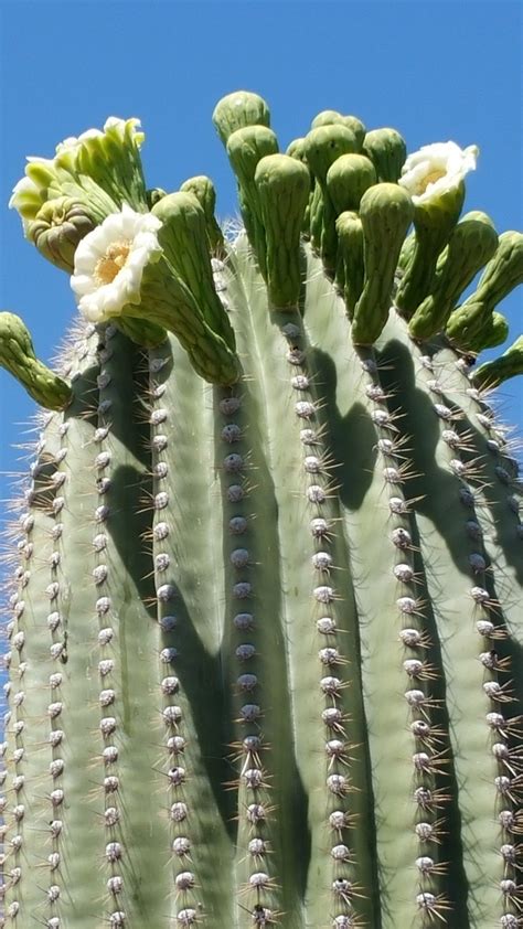 Join our travels through arizona's sonora desert. Barrel Cactus vs Saguaro Cactus: What's the Difference?