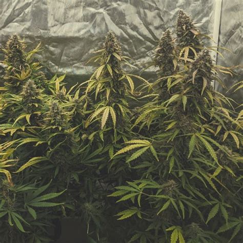 Cannabis Flowering Week By Week The Guide By Royal Queen Seeds Rqs Blog