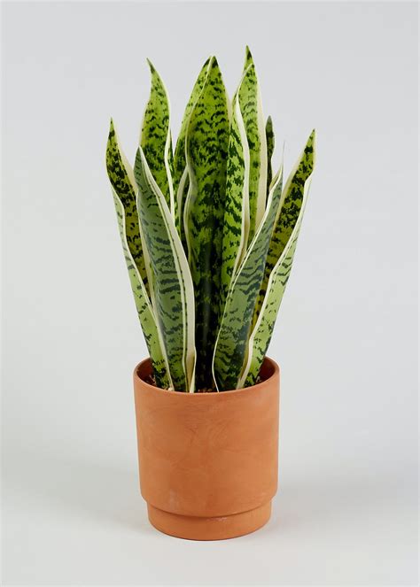 How to plant a container garden: Snake Plant in Pot (43cm x 13cm x 13cm) - Natural - Matalan