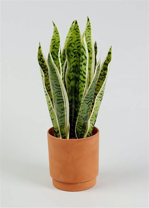 Snake plants boast beauty that's more than leaf deep. Snake Plant in Pot (43cm x 13cm x 13cm) - Natural - Matalan